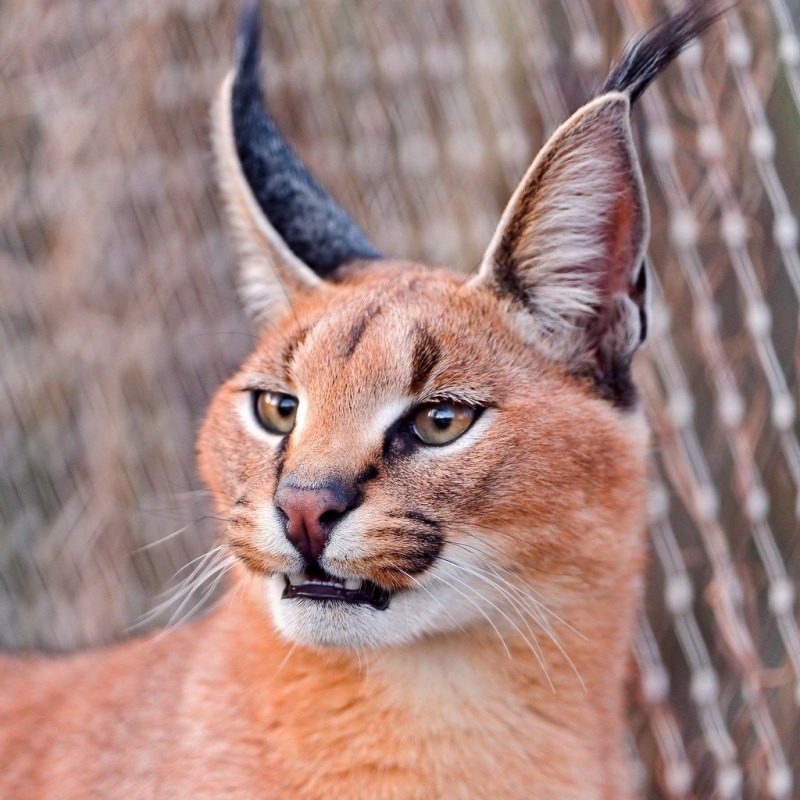Каракал кошка