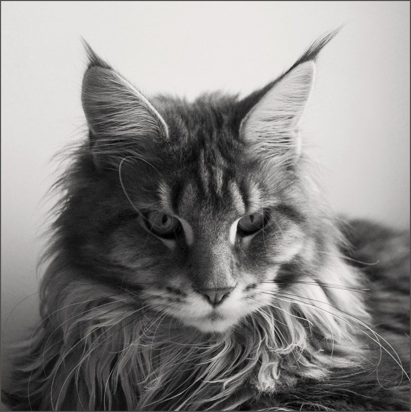 Косоглазые Мейн куны