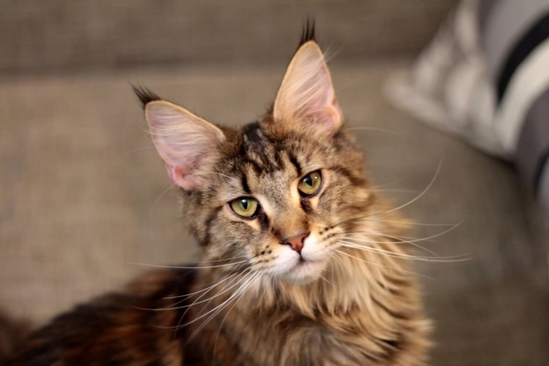 Коты Мейн кун