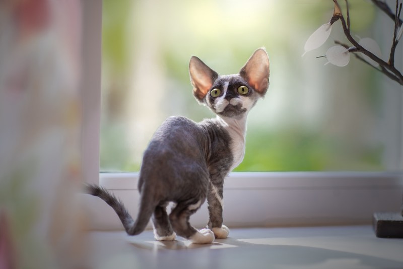 Котята породы Девон рекс