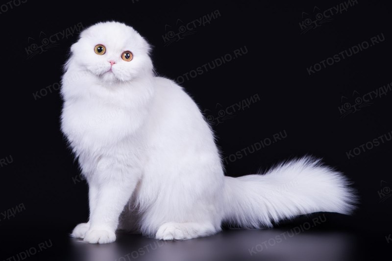 Котята хайленд фолд биколор