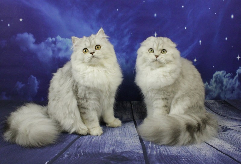 Кошка скоттиш фолд длинношерстный