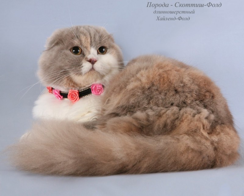 Кот хайленд фолд