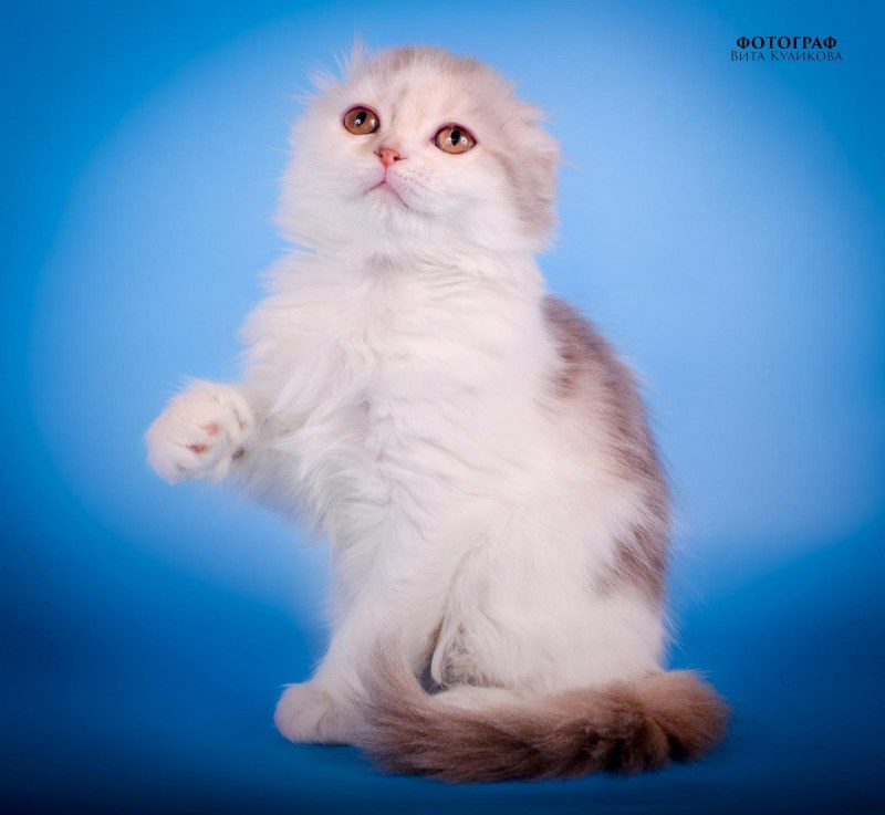 Котята хайленд фолд
