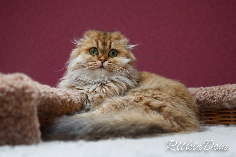 Шотландские котята вислоухие хайленд фолд
