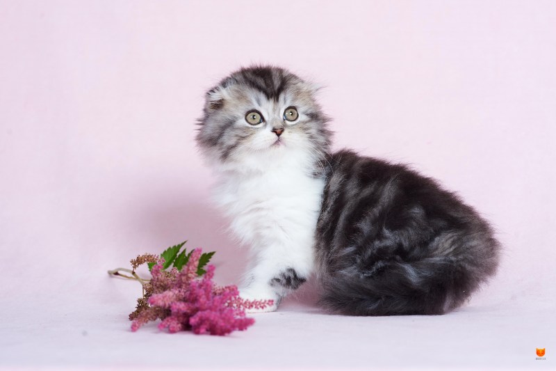 Шотландская вислоухая кошка Хайл фолд