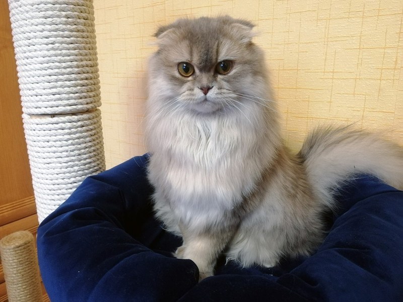 Котята хайленд фолд
