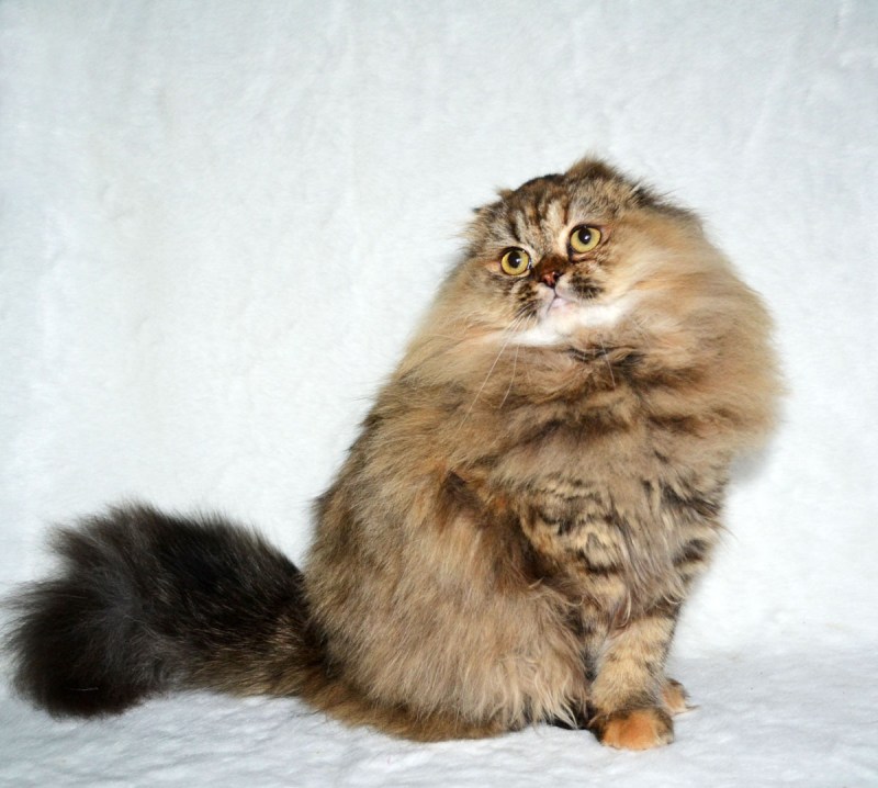 Скоттиш хайленд