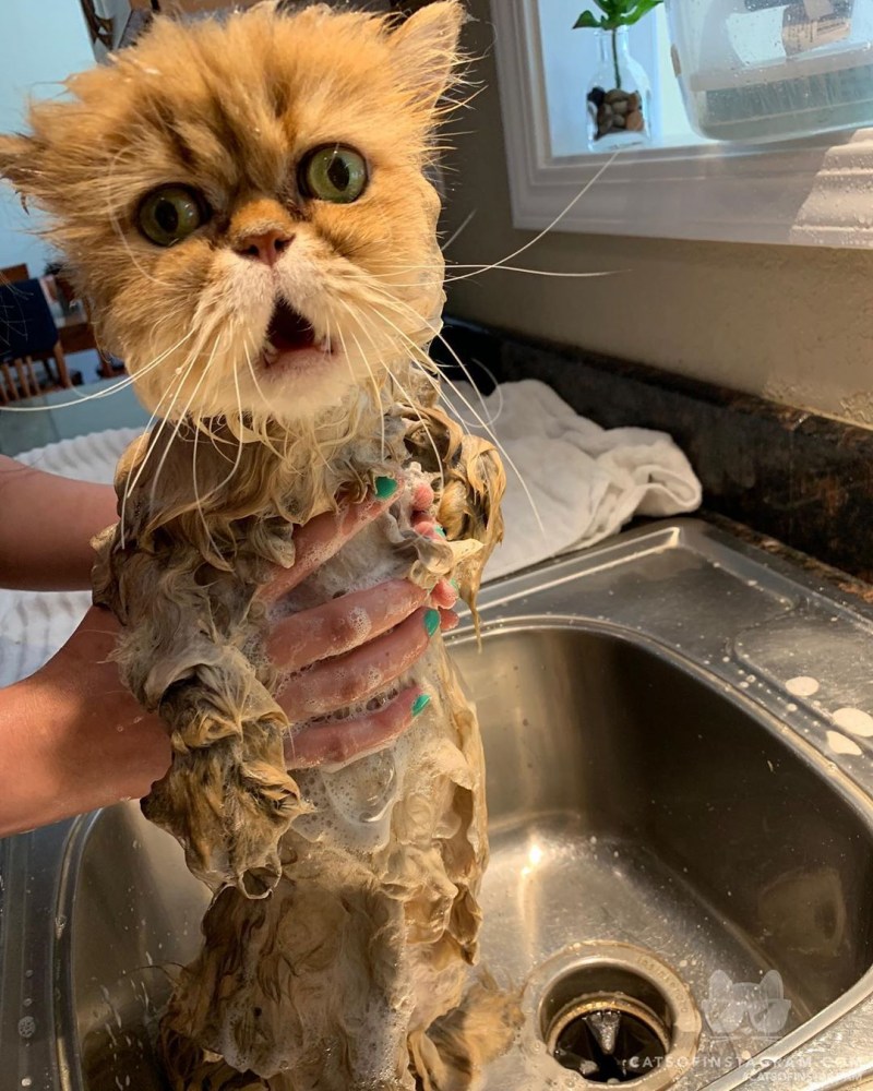 Мокрая кошка