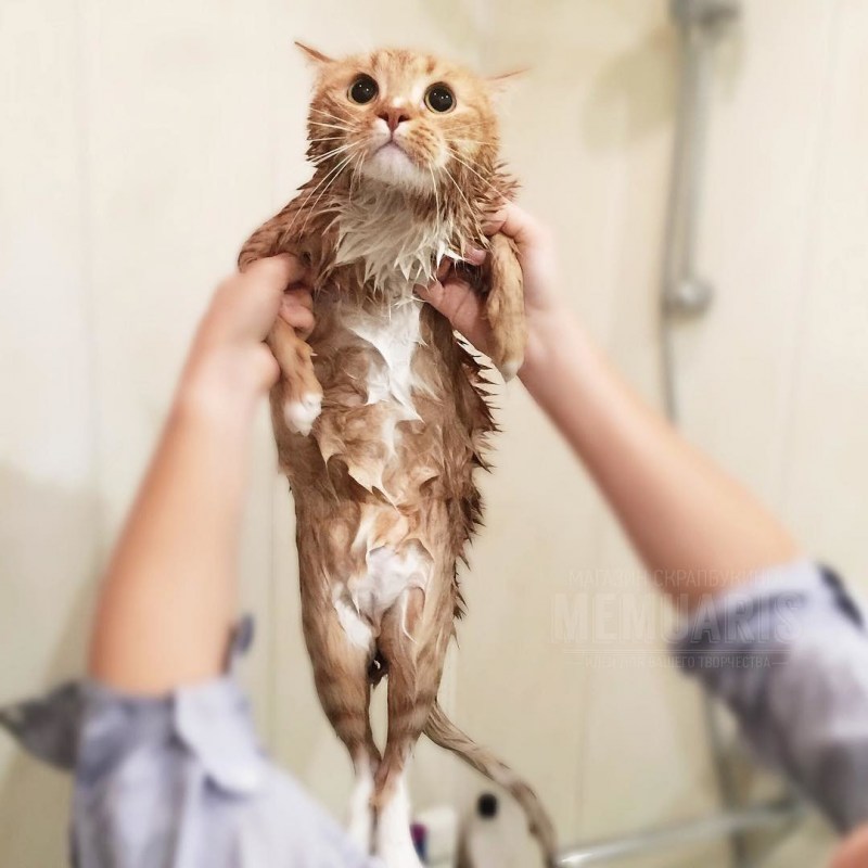 Мокрый кот
