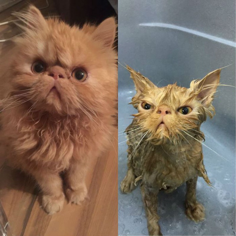 Мокрый и сухой кот