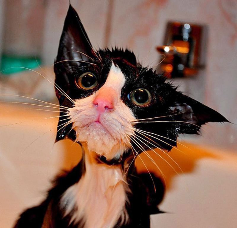 Ржачные коты