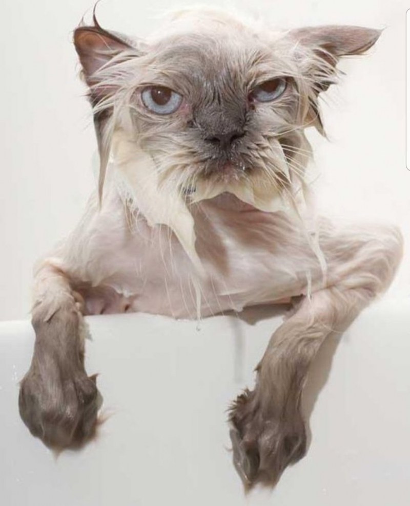 Мокрая злая кошка