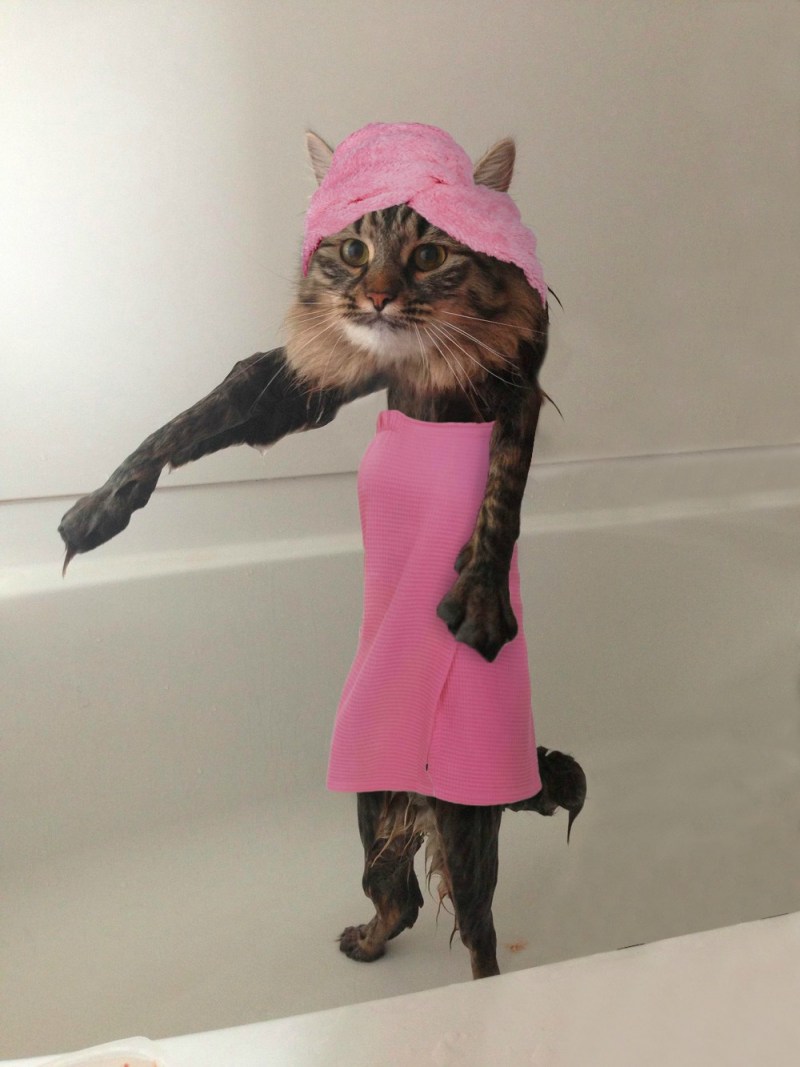 Смешные мокрые кошки