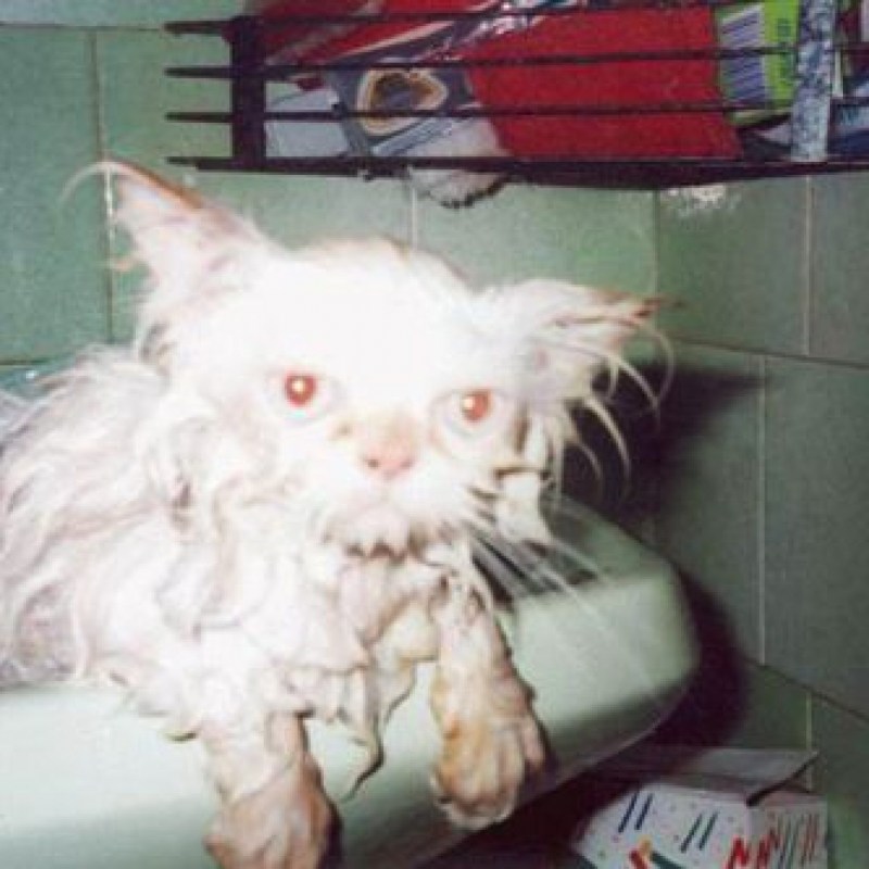 Мокрый белый кот