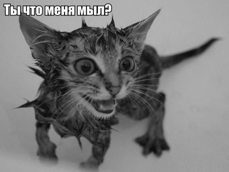 Мокрый котенок