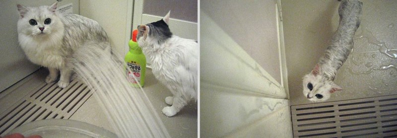 Мокрая белая кошка