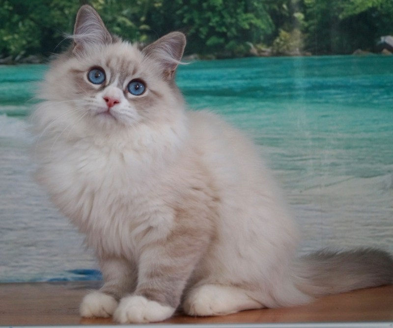 Невская маскарадная кошка