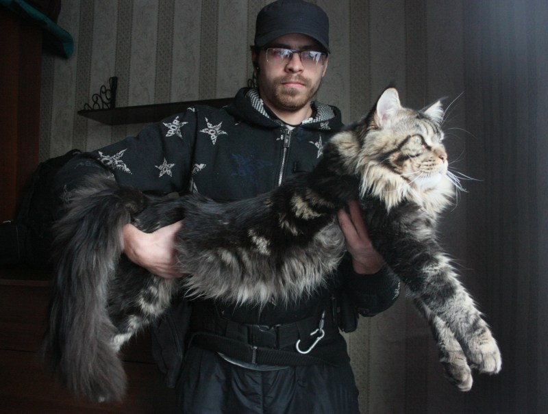Кот Мейн кун с человеком