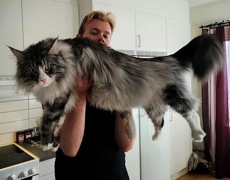 Кот Мейн кун с человеком