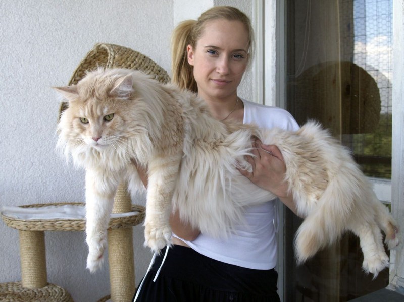 Кот Мейн кун с человеком