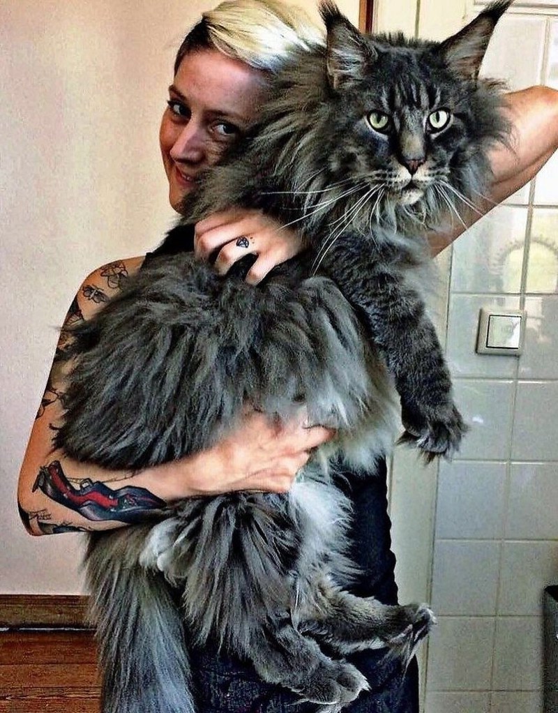 Большой кот Мейн кун