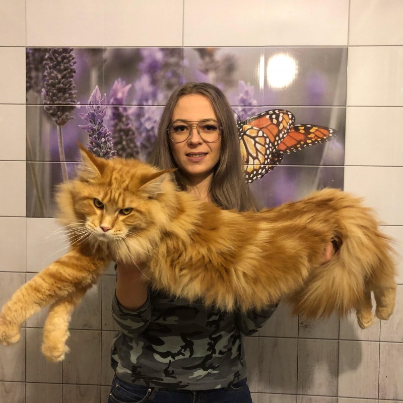 Кот Ксении Бородиной Мейн кун