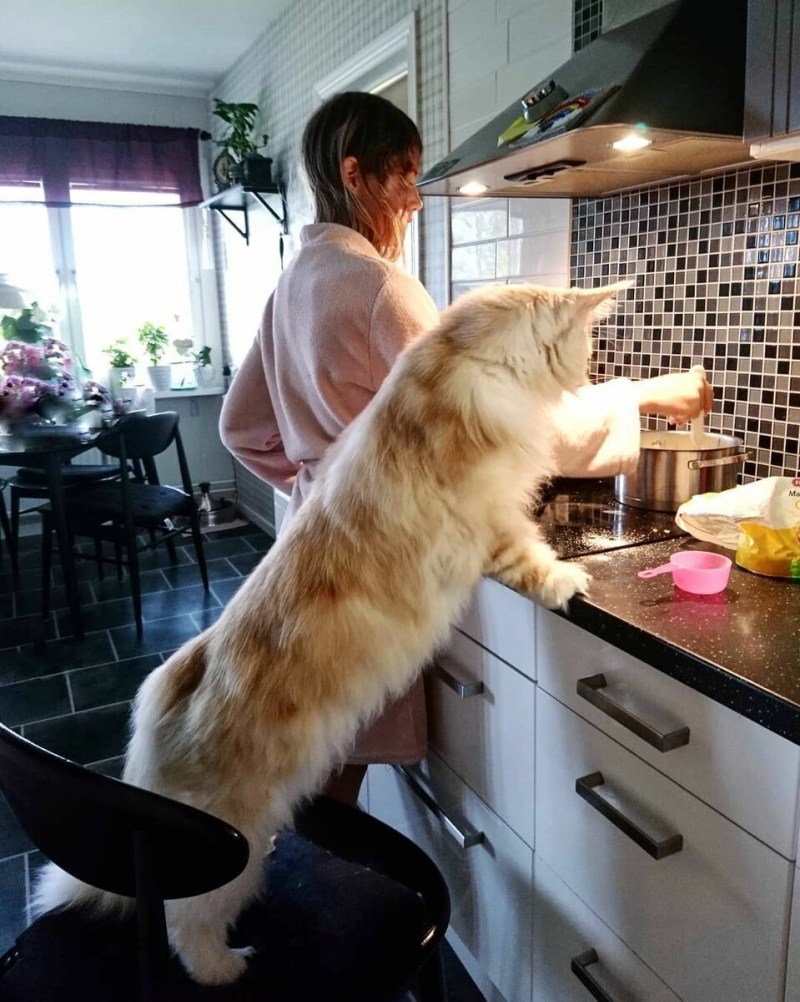 Большой кот Мейн кун