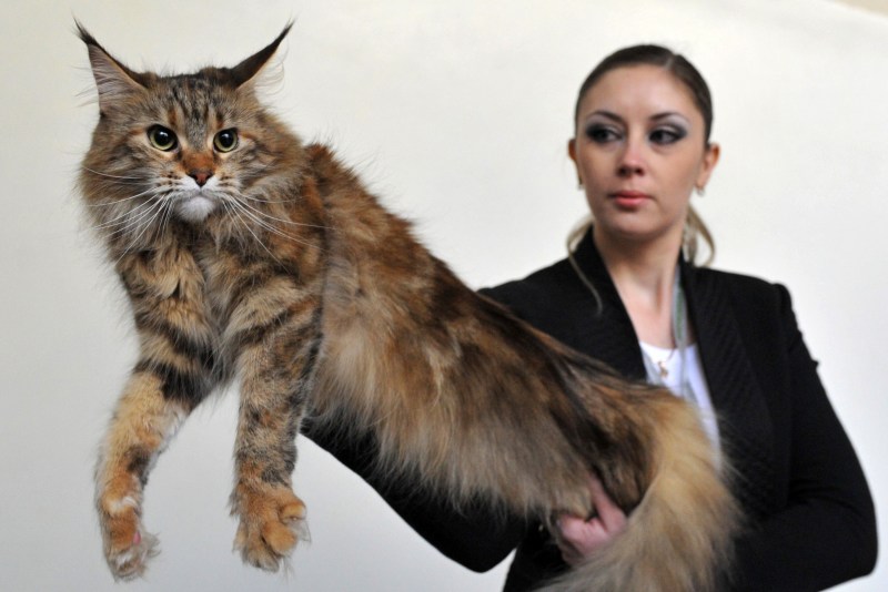 Самые большие кошки
