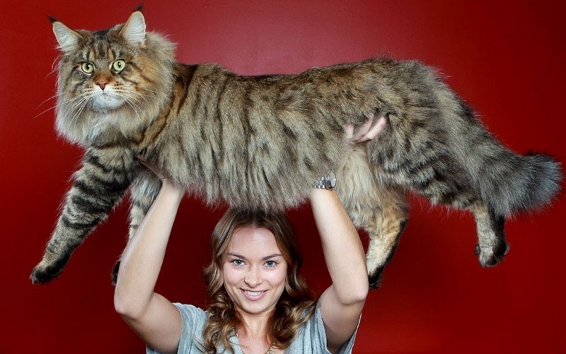 Крупные коты Мейн кун