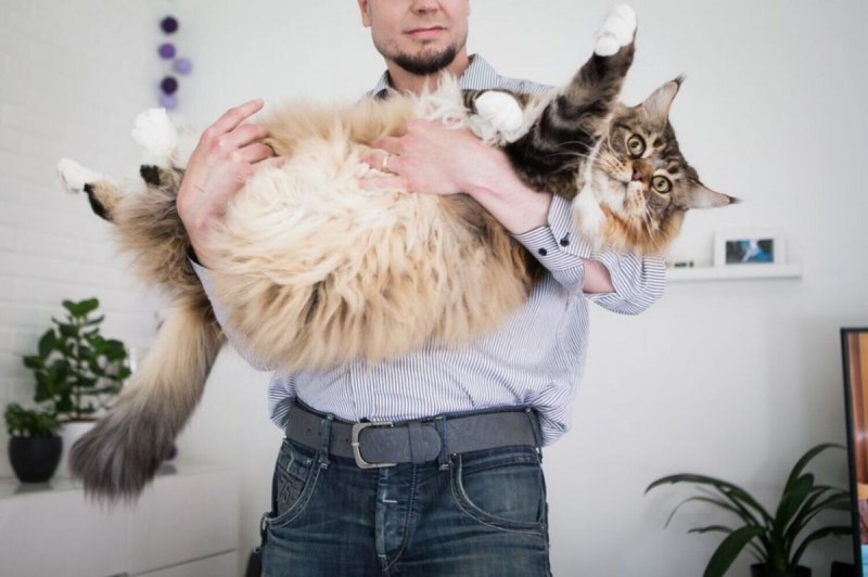 Толстый кот Мейн кун