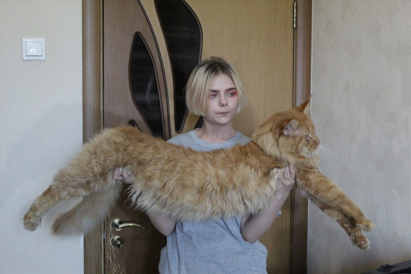 Большой Мейн кун на руках