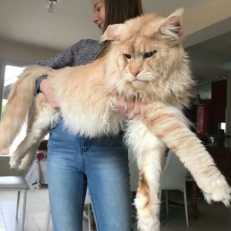 Гигантский кот Мейн кун