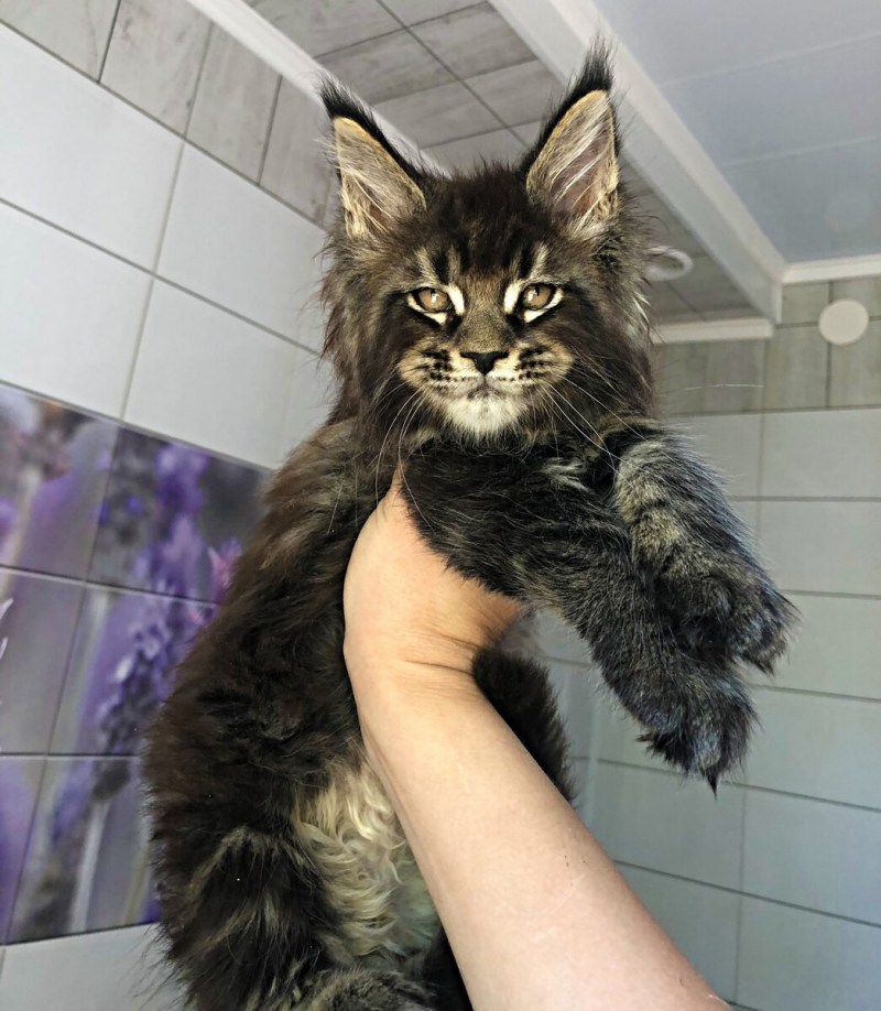 Кот Мейн кун Размеры