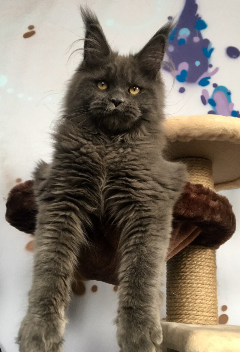 Взрослая кошка Мейн кун