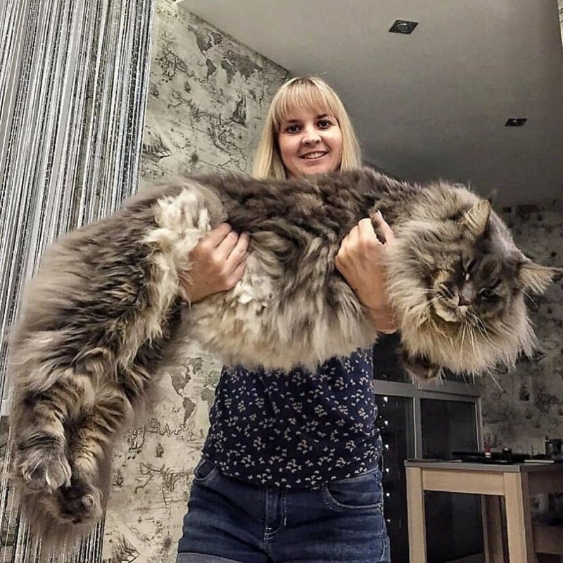 Большой кот Мейн кун