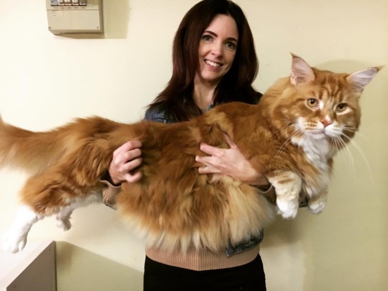 Гигантский кот Мейн кун