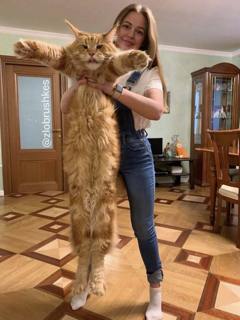 Крупные коты Мейн кун