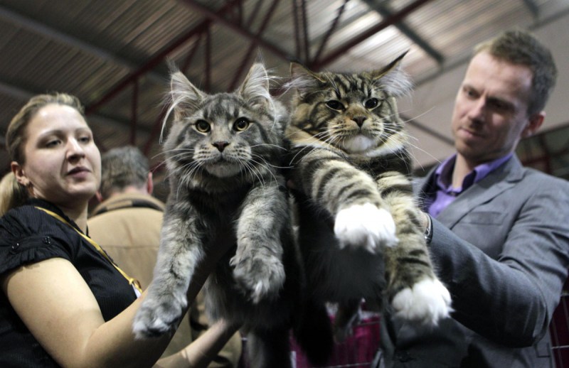 Кот Мейн кун с хозяином