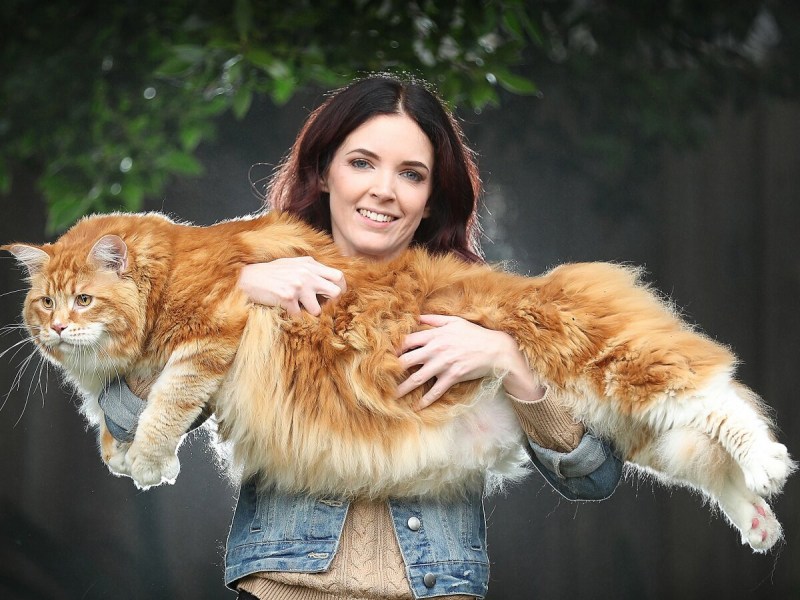 Гигантский кот Мейн кун