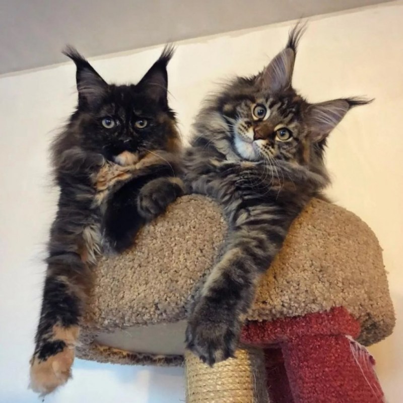 Взрослая кошка Мейн кун