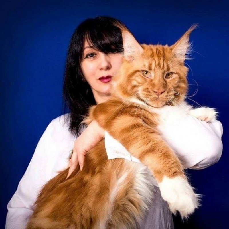 Марина Фомичева Мейн кун