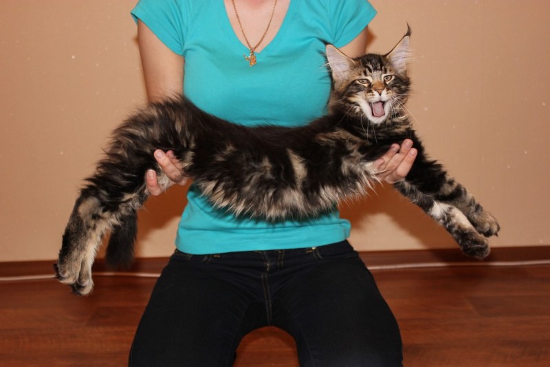 Кот Мейн кун с человеком в размере