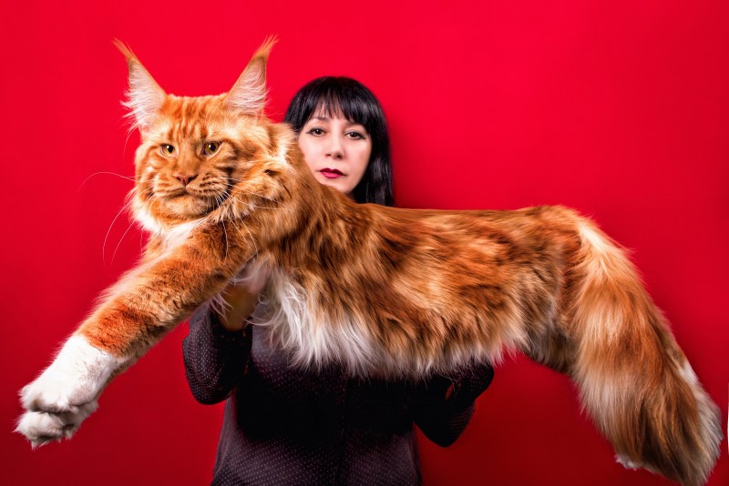 Кот Мейн кун