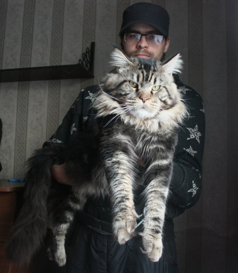 Кот Мейн кун с хозяином