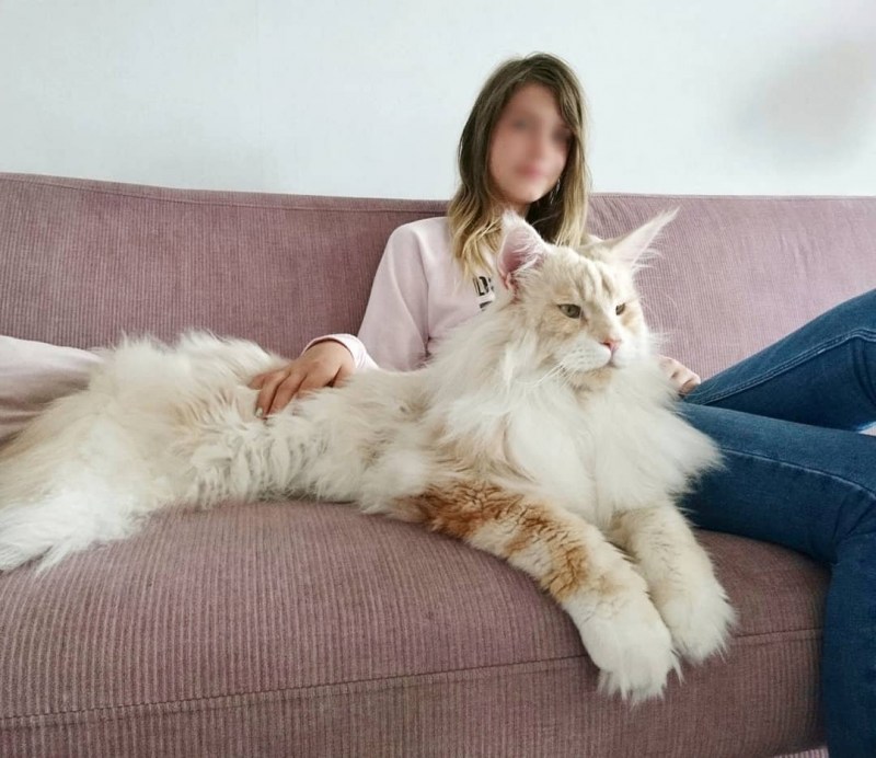 Мейн кун 35 кг