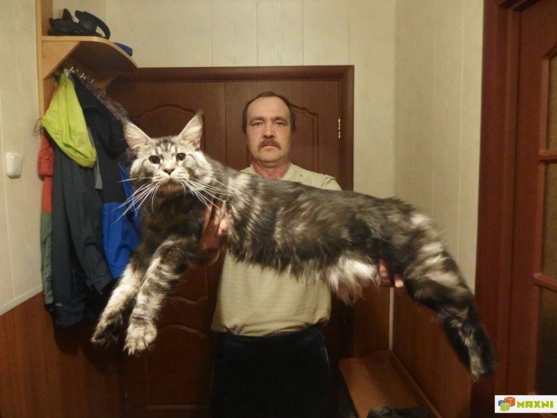 Кот мэйкун с человеком