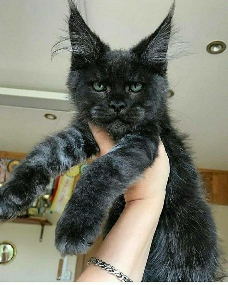 Котопес Мейн кун