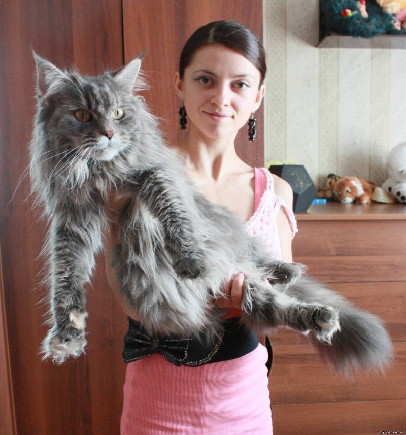 Мейн кун чемпион мира девочка