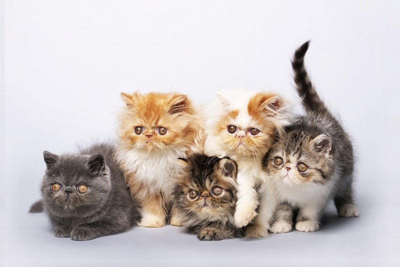Персидская кошка котята